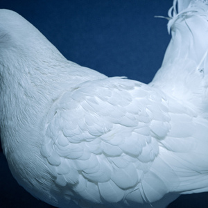 日本淫荡男女站立
