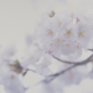 日本淫荡男女站立
